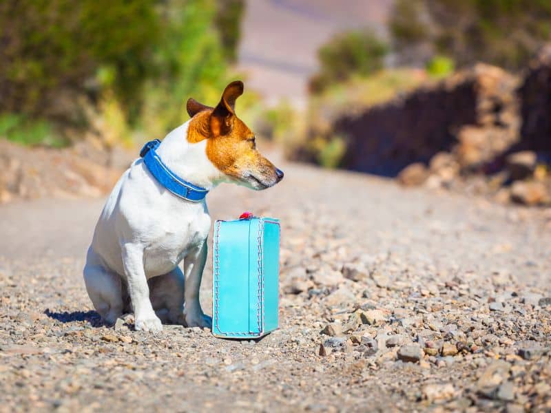 Cómo encontrar un perro perdido