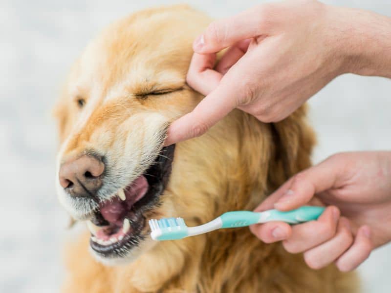 cuándo cambian los dientes los perros