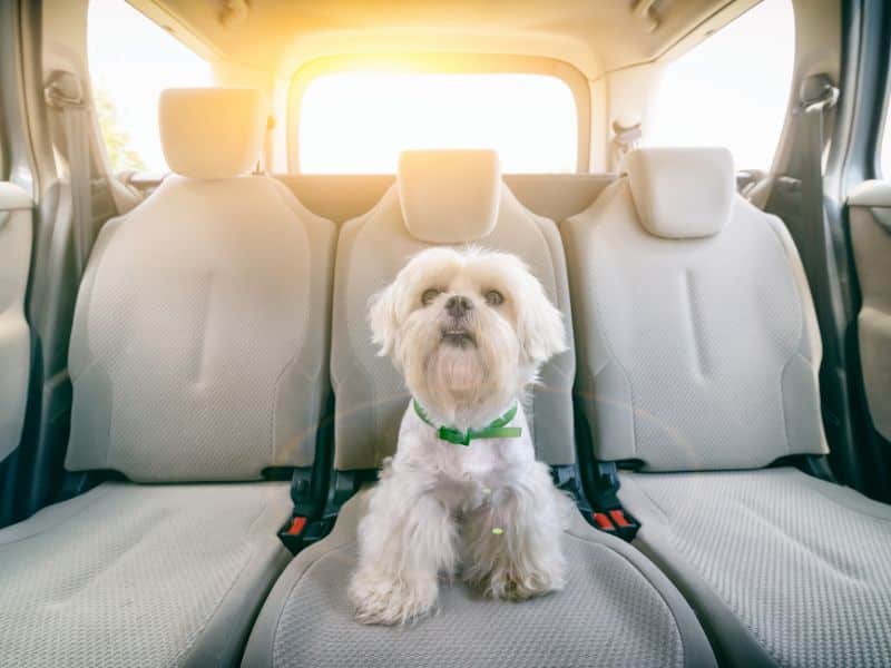 cómo llevar al perro en el coche