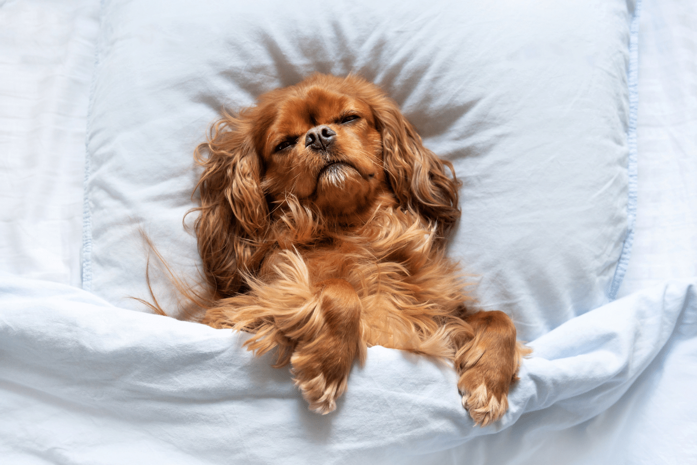 ¿Cuántas horas duerme un perro al día? Tiempo por edad y razas