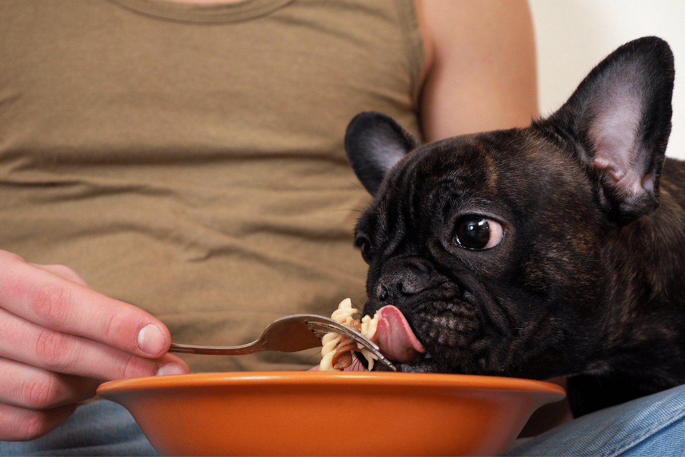 perros pueden comer pasta