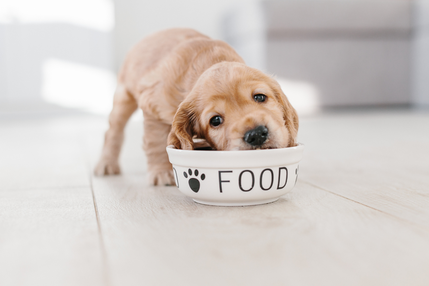 Cómo almacenar y conservar el pienso de tu perro correctamente