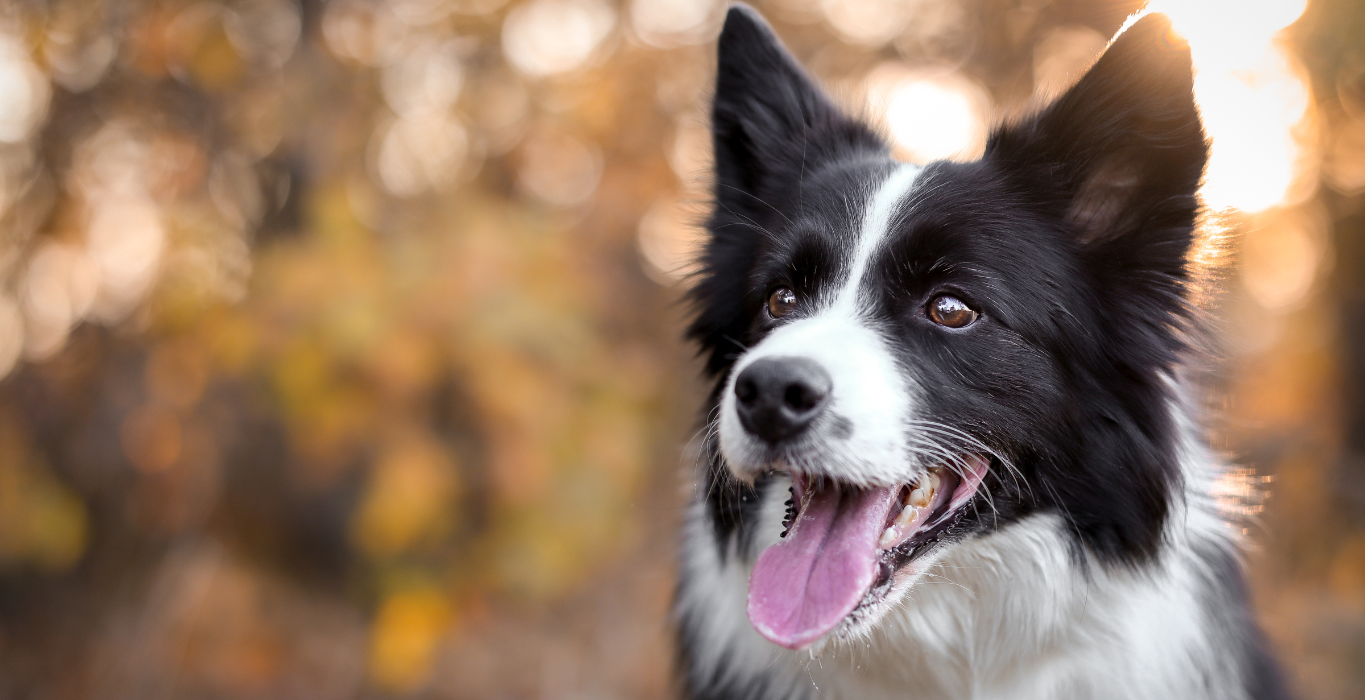 border collie