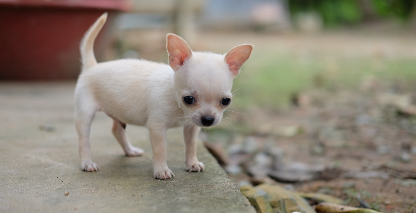 chihuahua