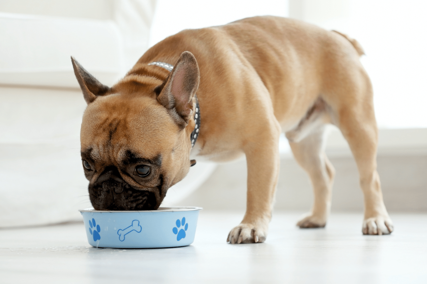 cómo hacer snacks caseros perros