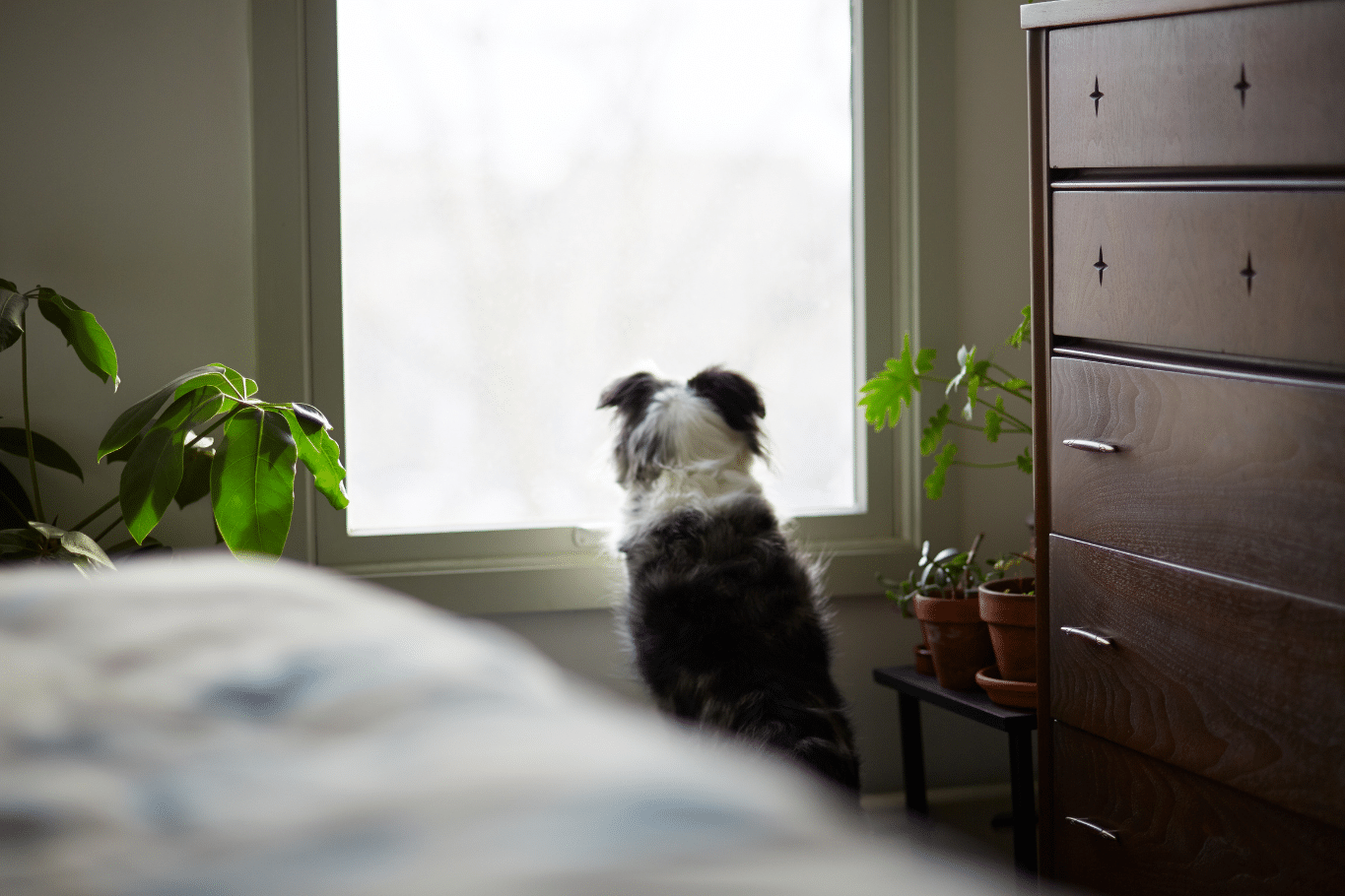 es legal dejar perro solo en casa