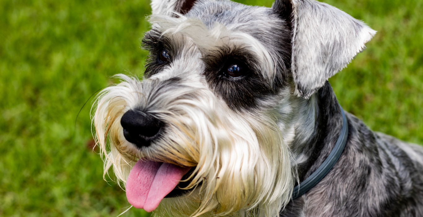 schnauzer