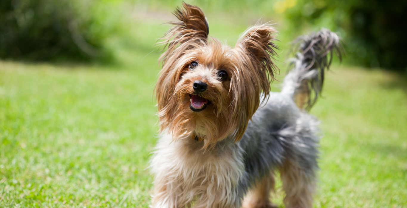 yorkshire terrier