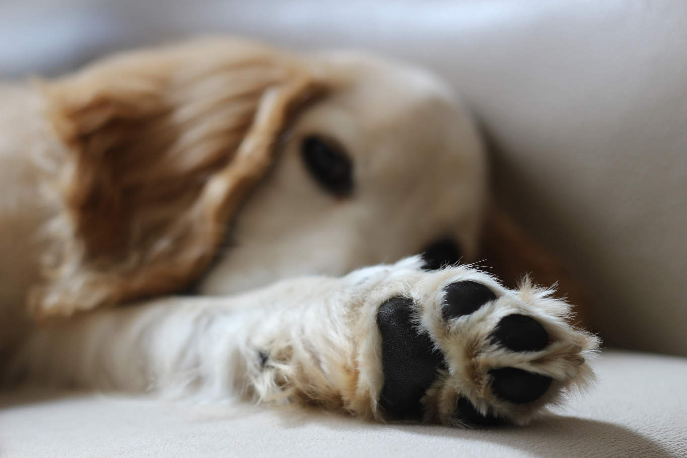 7 razones por las que tu perro se lame mucho las patas