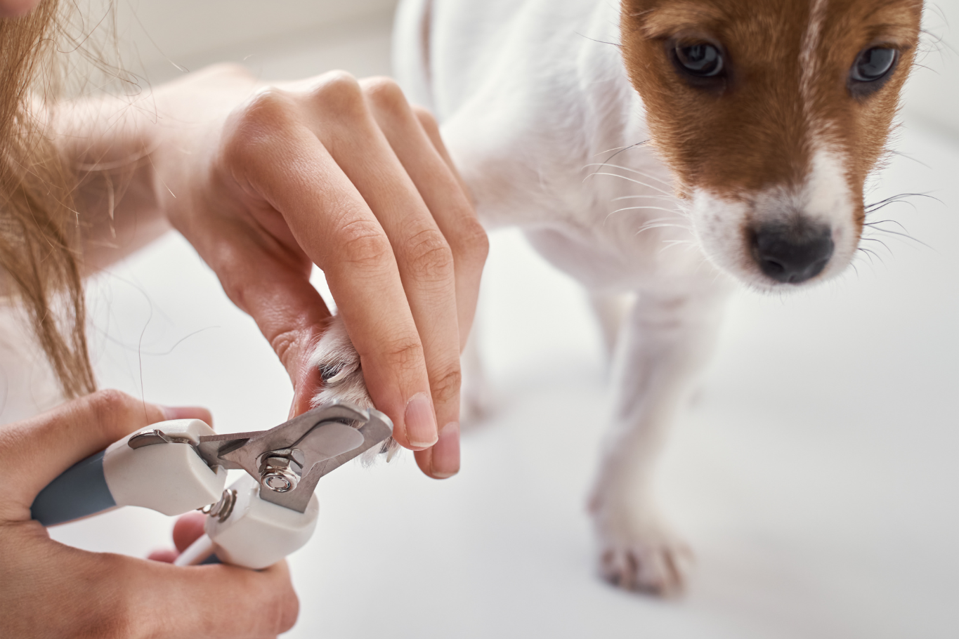 Cómo cortarle las uñas a un perro paso a paso: Guía y Trucos