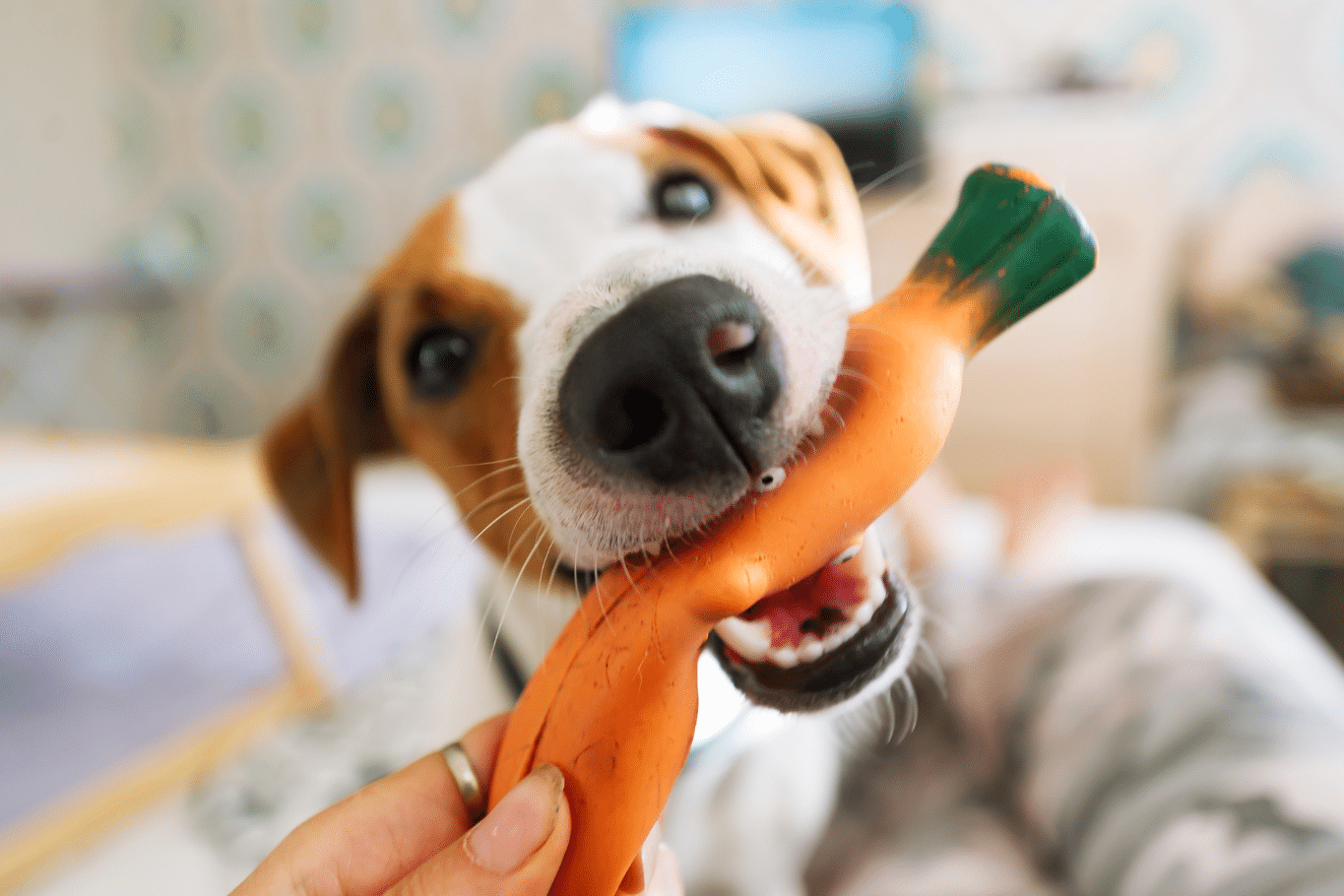¿Qué verduras pueden comer los perros y cuáles no?