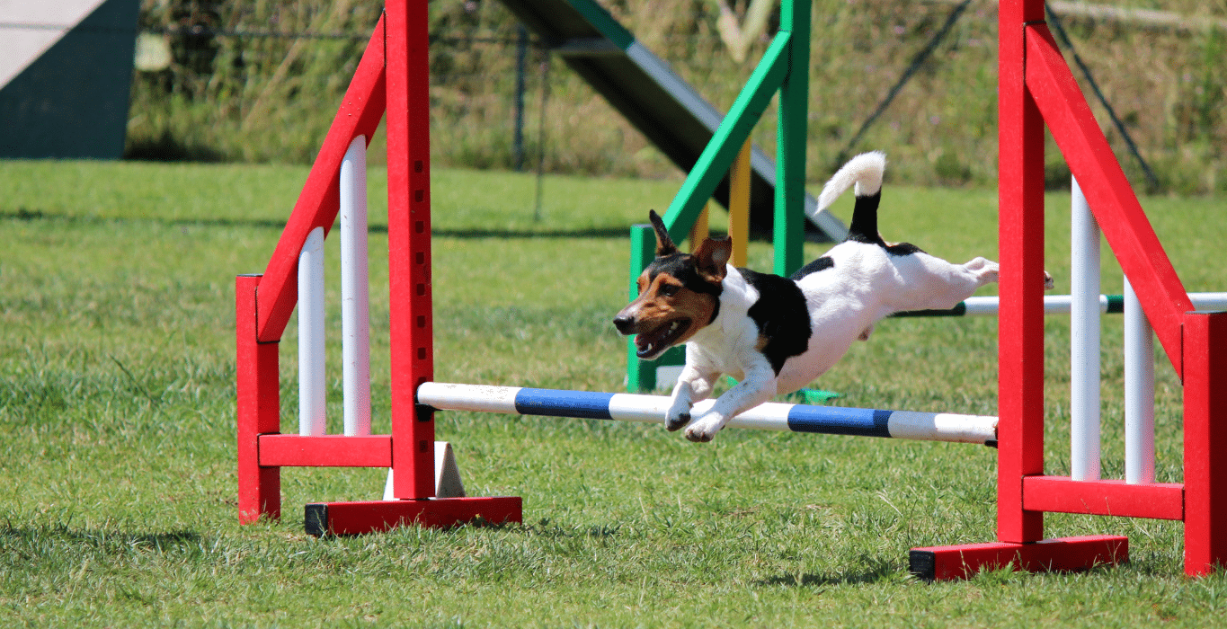 agility perros