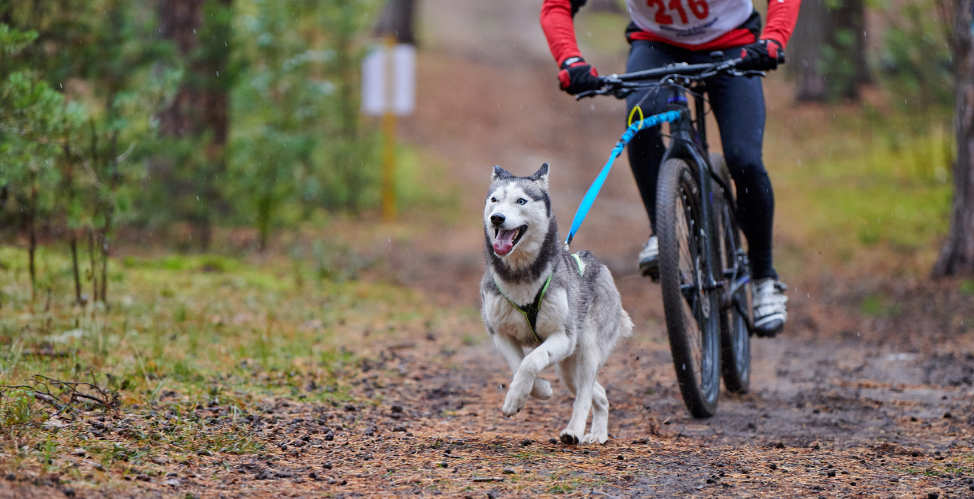 bikejoring perros