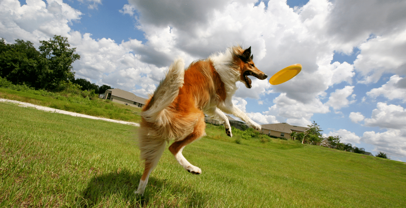 disco volador perros