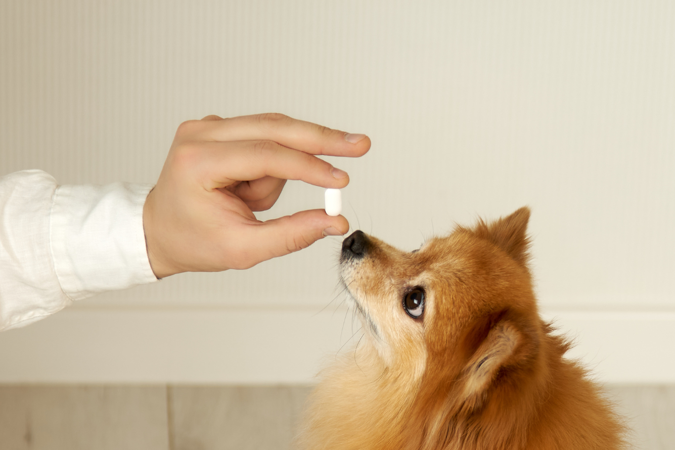 Omeprazol para perros: Usos, dosis y efectos secundarios