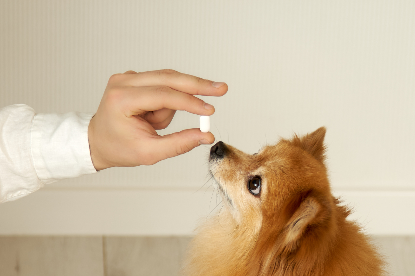 omeprazol para perros