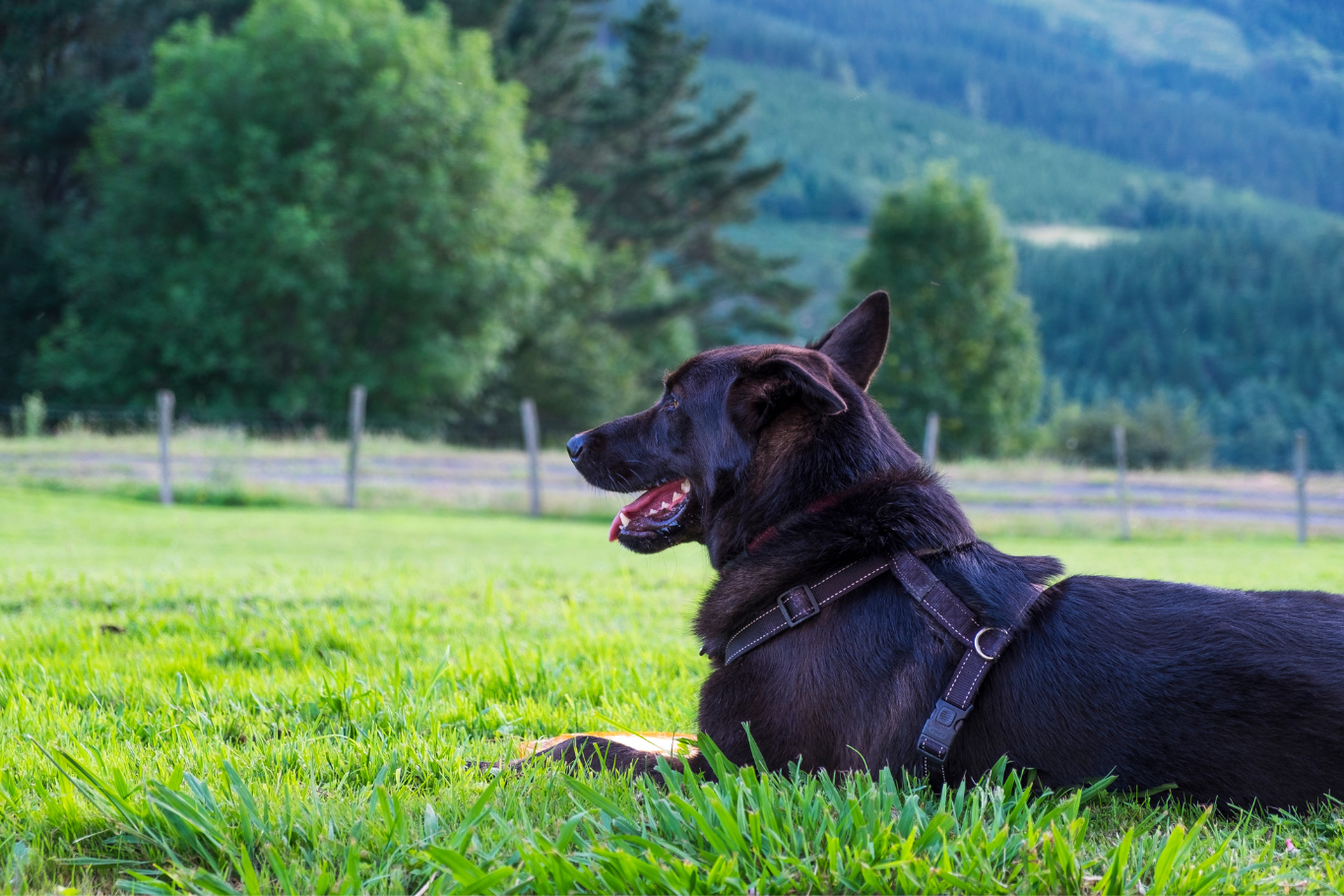 Todo sobre el Seguro obligatorio para perros en el País Vasco (Euskadi)