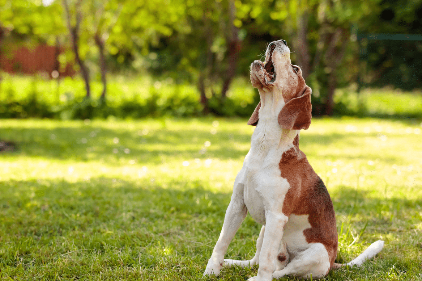 Mi perro ladra mucho, ¿qué puedo hacer?