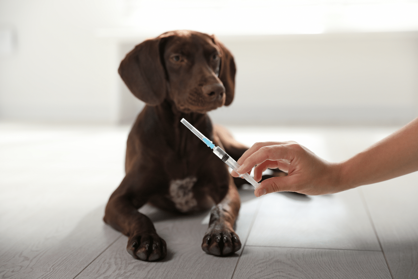 ¿Qué vacunas son obligatorias para perros en España? Listado y Calendario