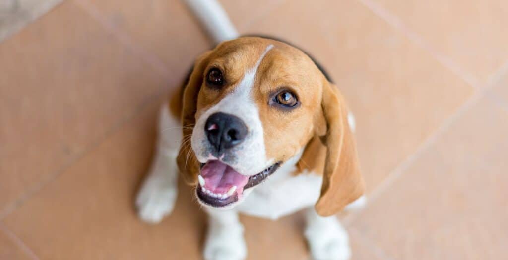 beagle