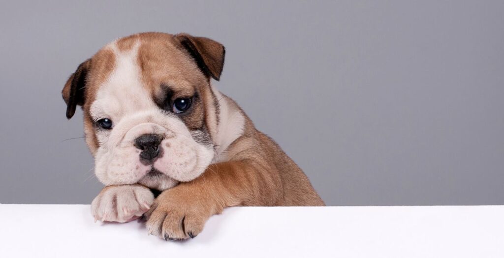bulldog inglés