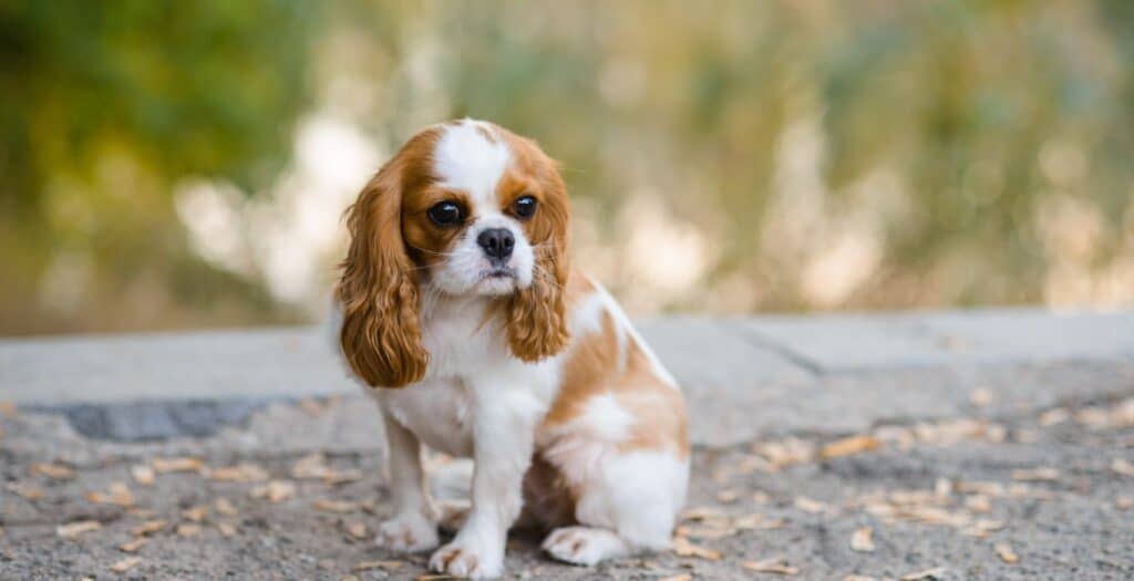 cavalier king charles spaniel