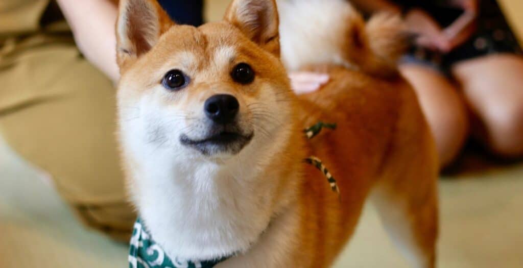 shiba inu