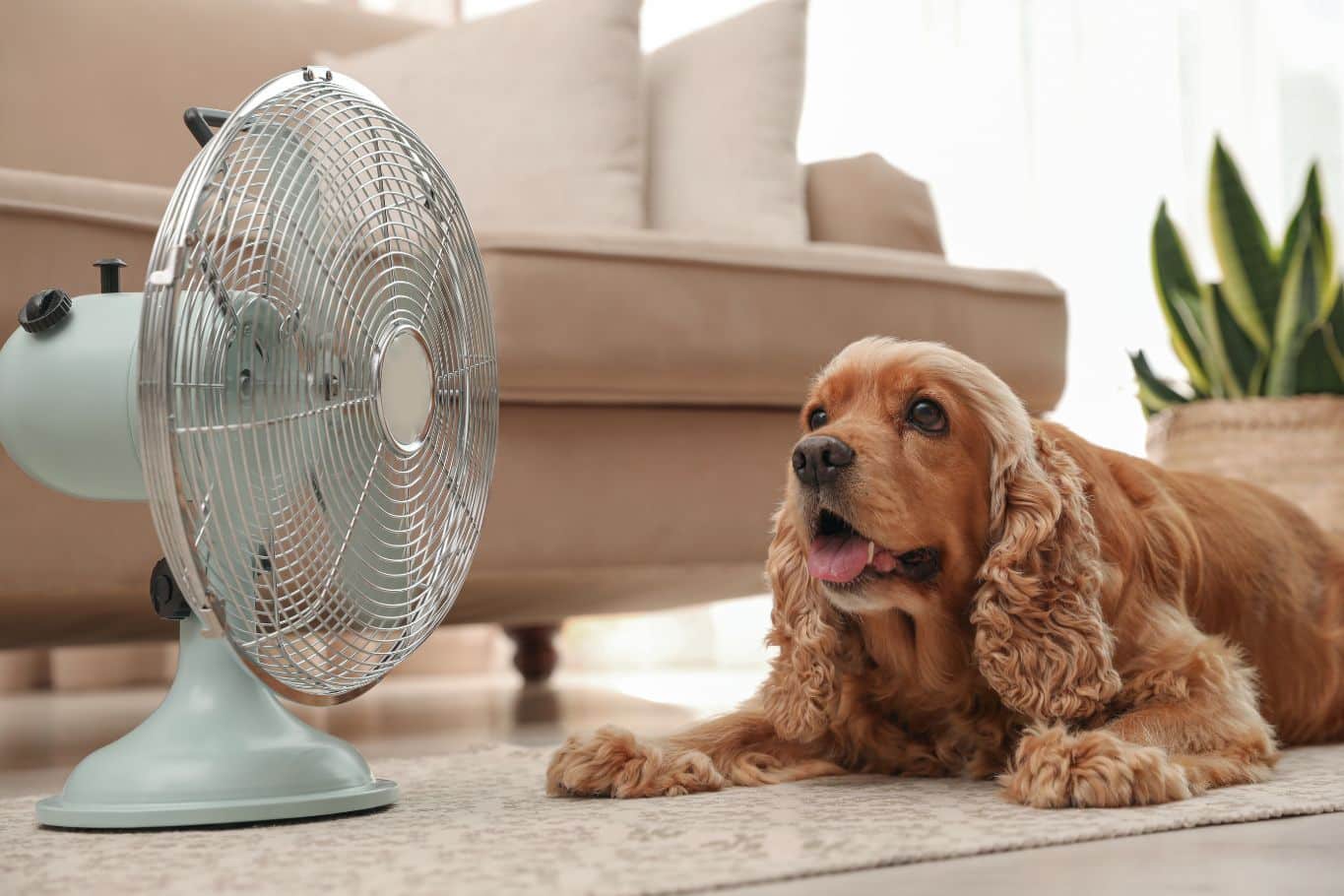Síntomas del golpe de calor en perros: ¿cómo actuar a tiempo?