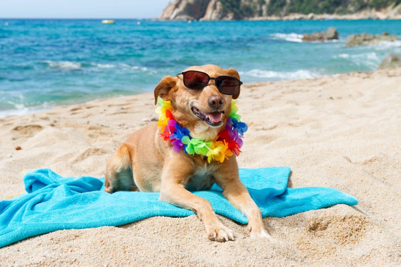 Dónde ir de vacaciones con tu perro o mascota: Destinos y recomendaciones