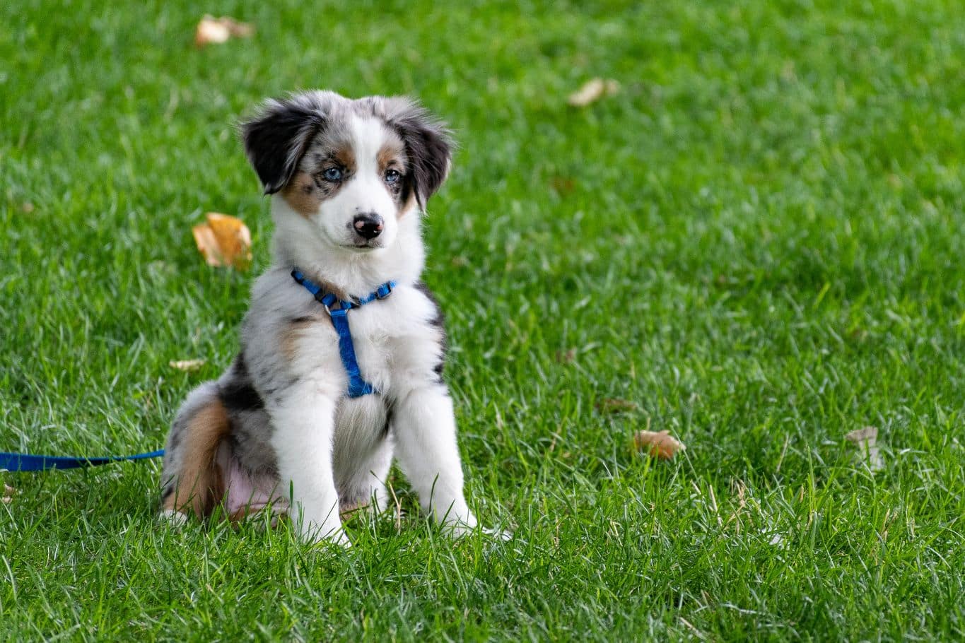 seguro obligatorio de responsabilidad civil para perros en cataluña