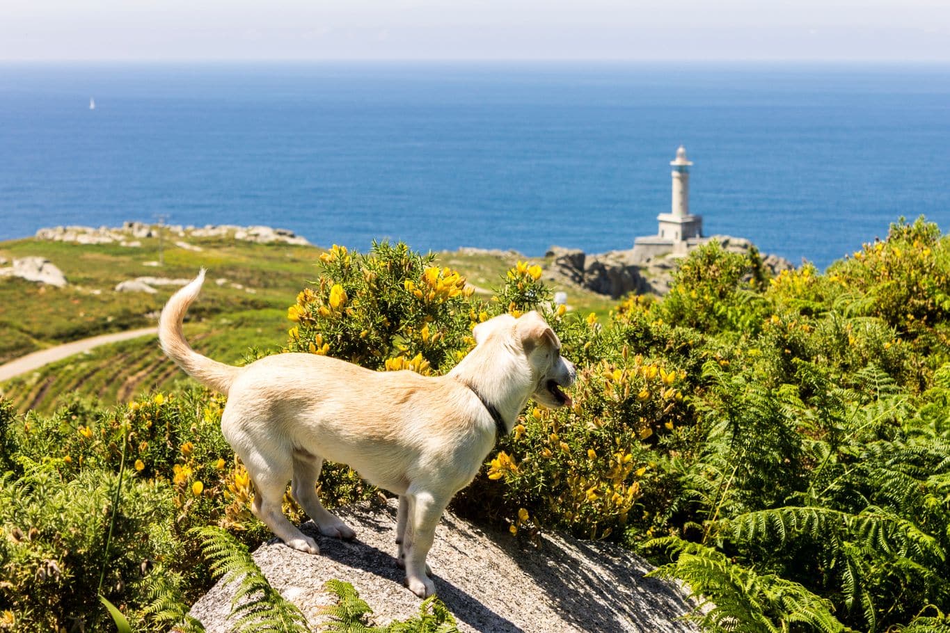 seguro de responsabilidad civil perros obligatorio galicia