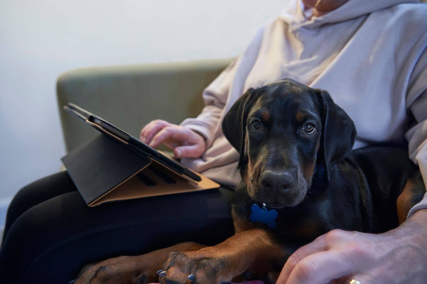 ¿Cuánto cuesta un seguro para perros? Precios, tipos y coberturas