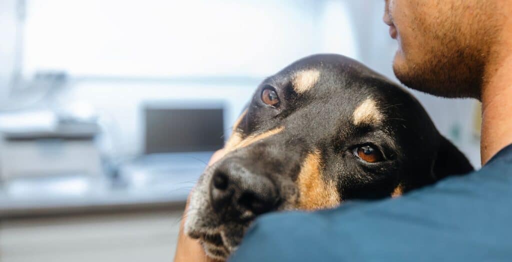 cuanto vale un seguro para perro
