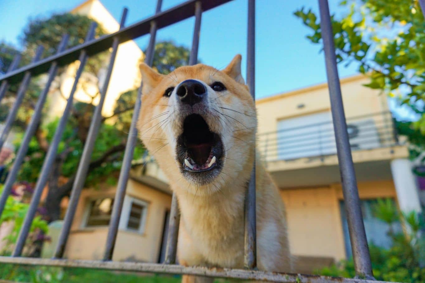 Si mi perro ladra durante el día, ¿me pueden denunciar?  