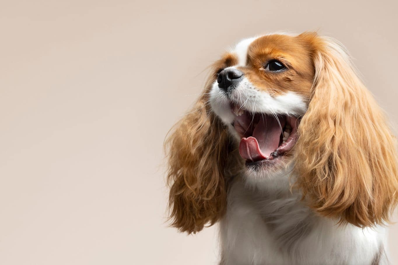 mi perro parece que se ahoga