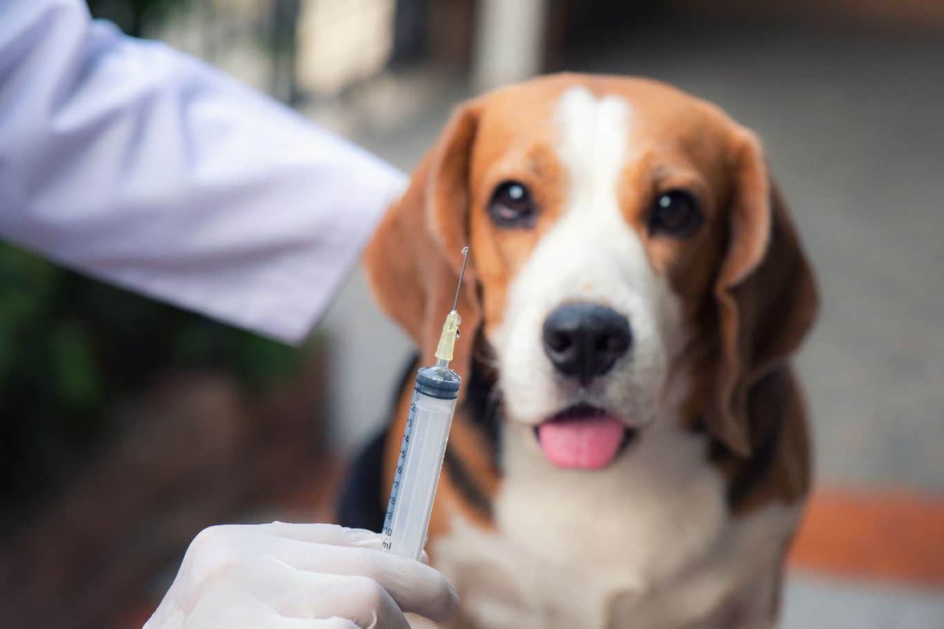 vacunas perros precio