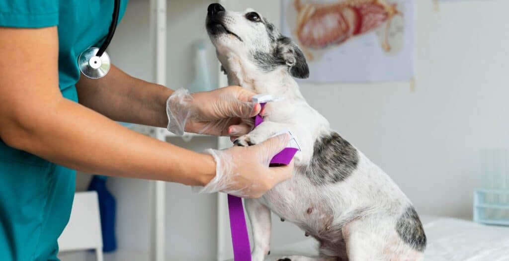 precio consulta oftalmólogo veterinario