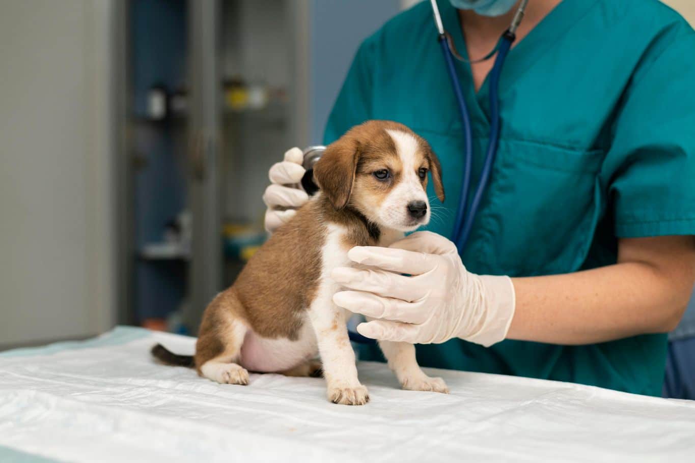 Precio de consultas veterinarias para perros: ¿cuánto cuesta ir al veterinario en España?       