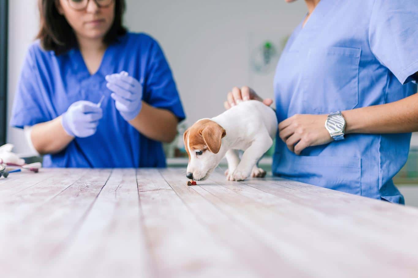 ¿Cada cuánto tiempo se debe desparasitar un perro?