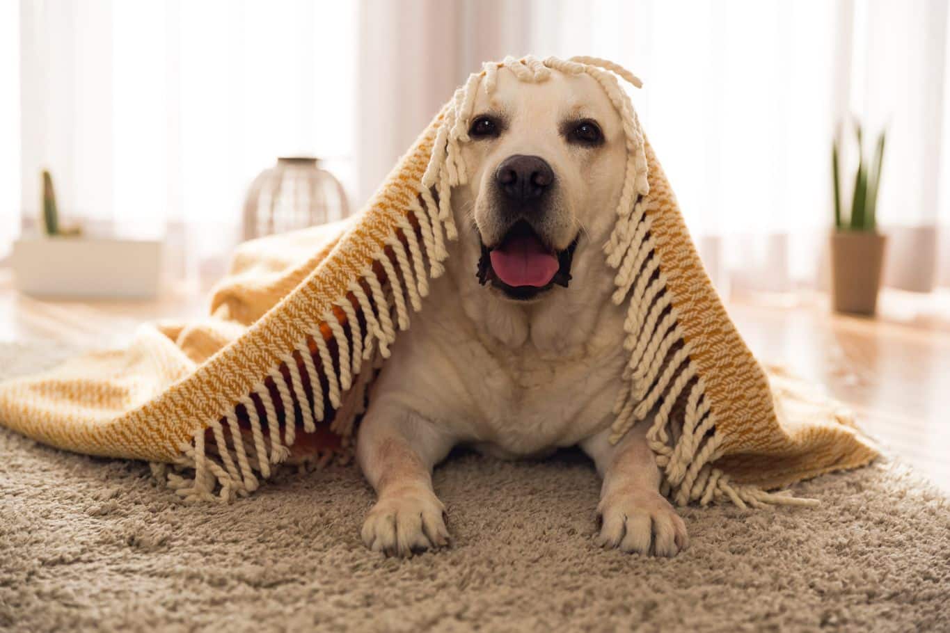 ¿Cuál es el mejor seguro veterinario para perros?