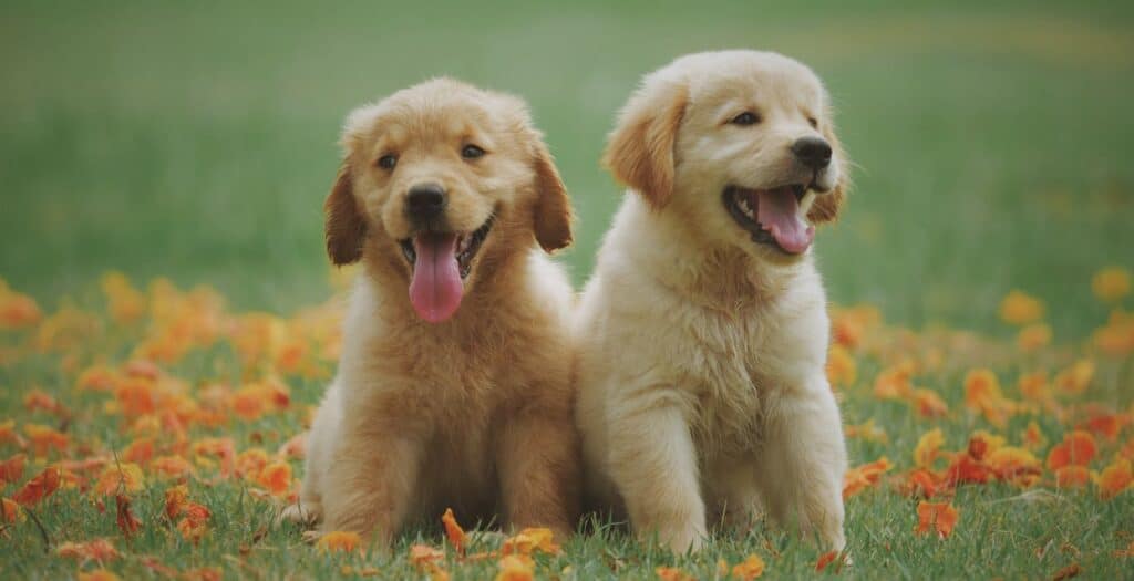 mejores seguros veterinarios para perros