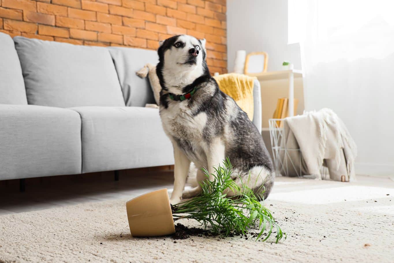 Plantas tóxicas para perros: síntomas y qué hacer si las ingiere