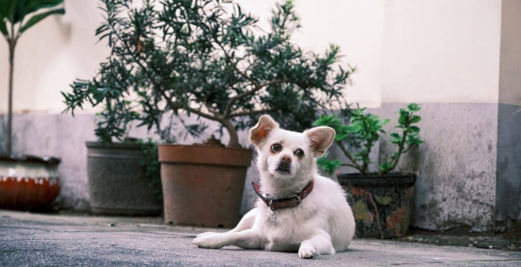 plantas venenosas perros