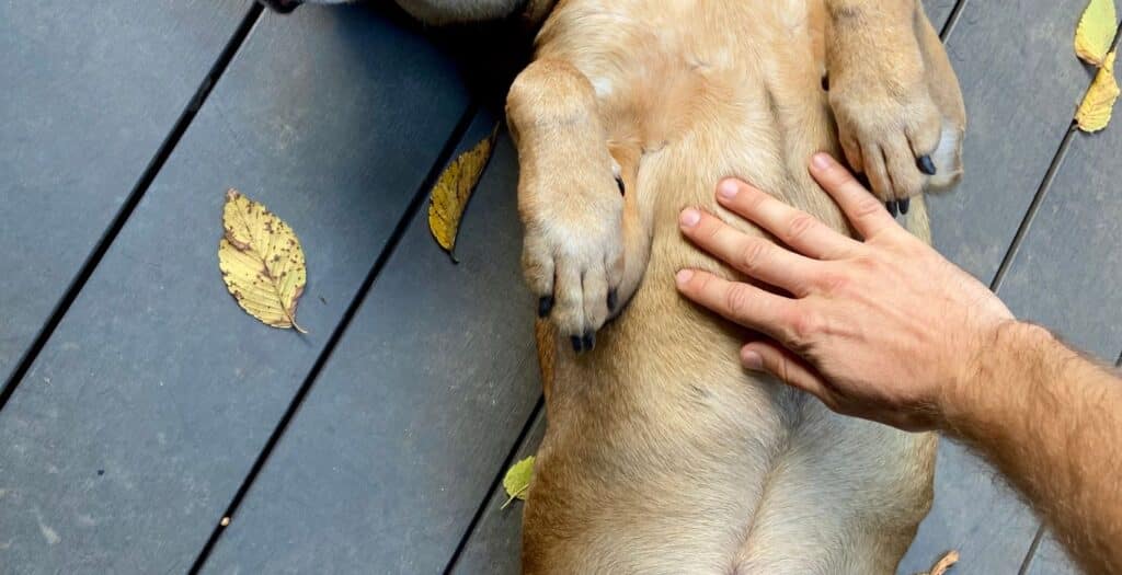 que hacer si mi perro tiene muchos gases