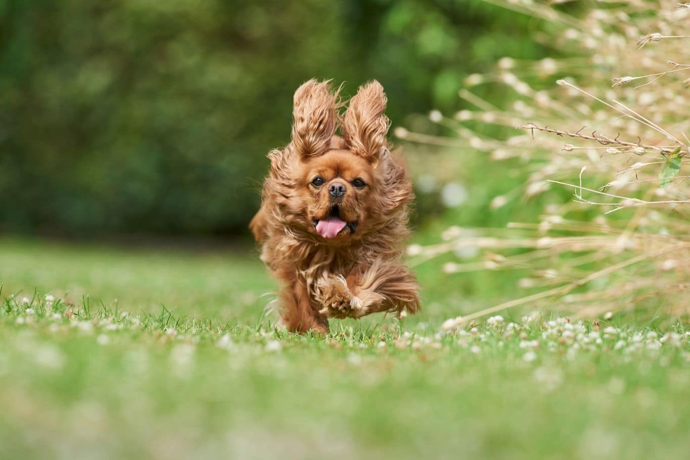 ¿Cuánto cuesta adoptar un perro? Costes de la adopción