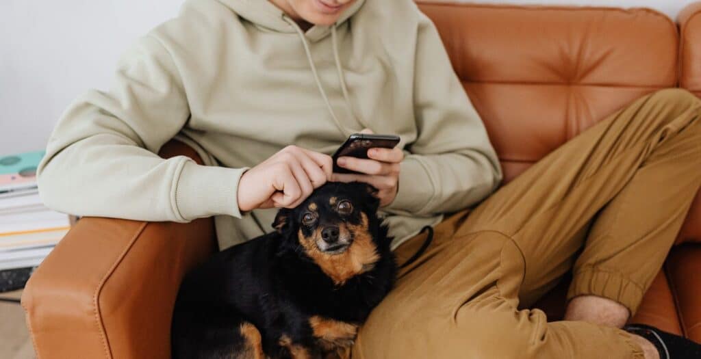 que pasa si mi perro no tiene seguro