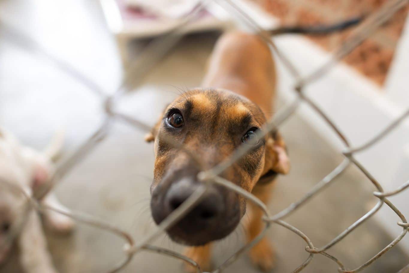 Protectoras de perros en Zaragoza: ¿Dónde adoptar un perro en Zaragoza?    