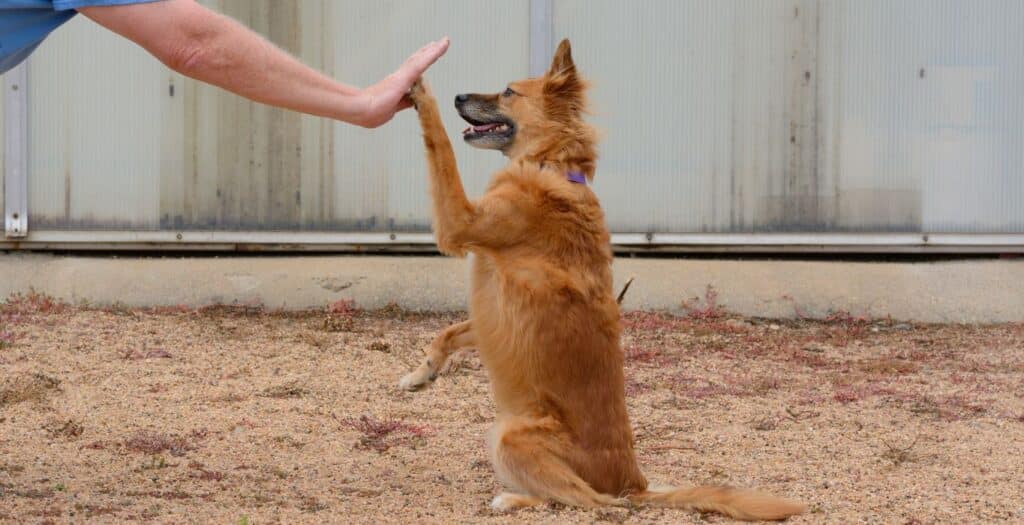 protectoras zaragoza perros