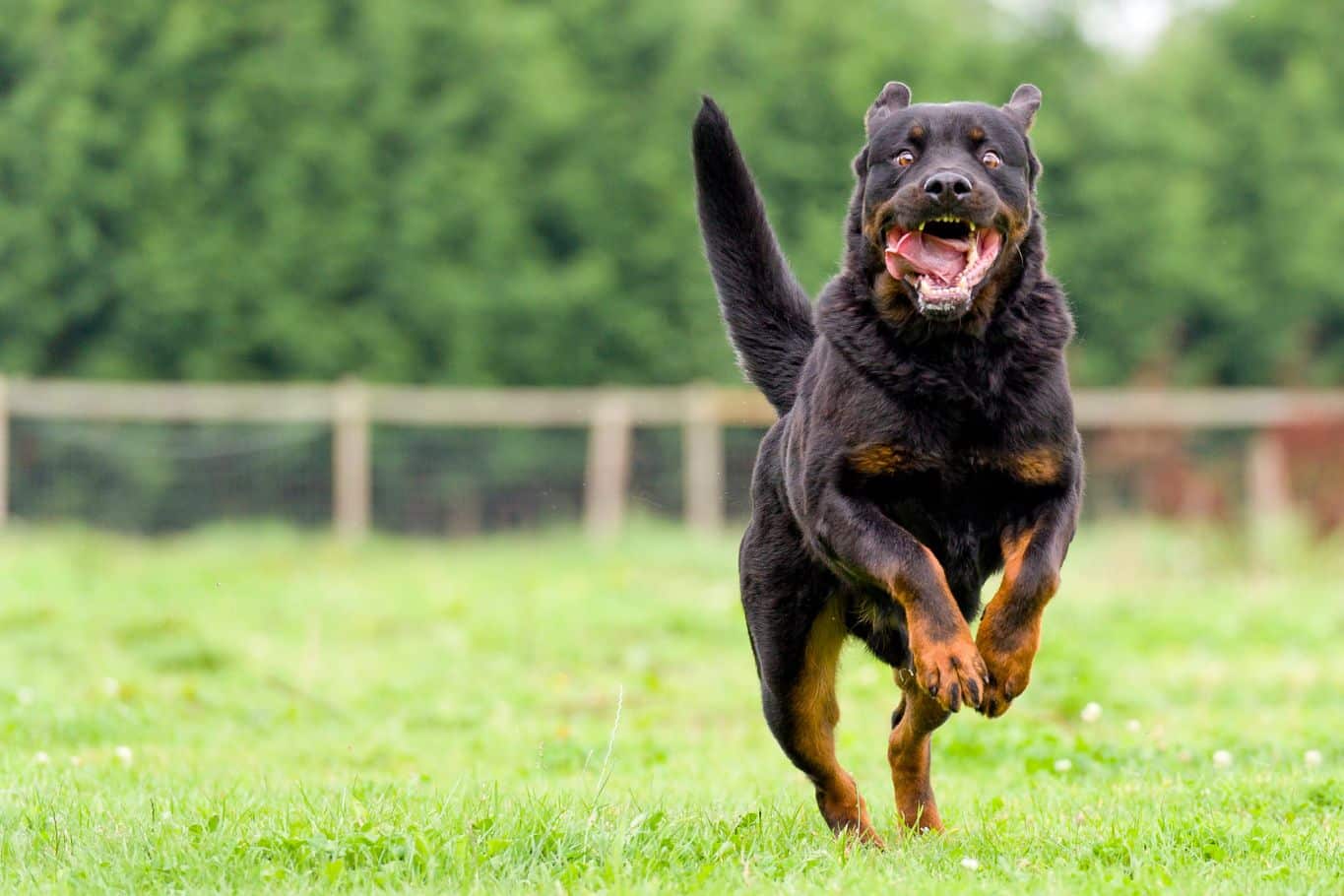 Cuánto cuesta el seguro de perros PPP según la raza y la cobertura