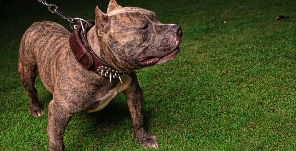 precio seguro perro ppp